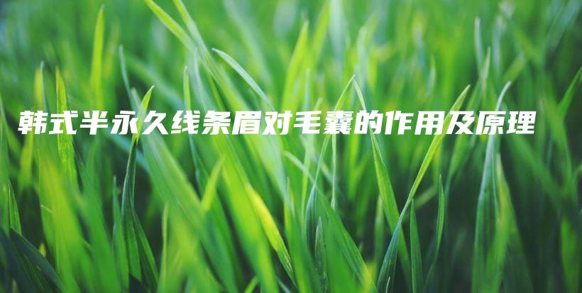 韓式半永久線條眉對毛囊的作用及原理插圖