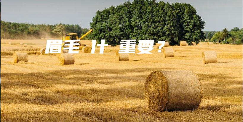 眉毛為什麼重要？插圖