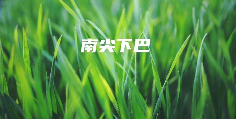 南尖下巴插圖