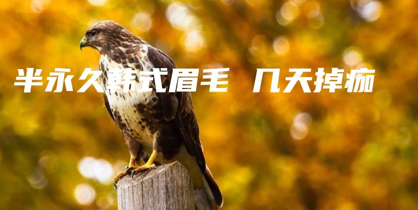 半永久韓式眉毛 幾天掉痂插圖